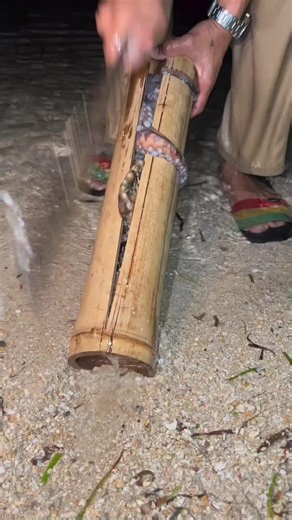 Hidden Catch: Fresh Octopus from a Bamboo Pipe"