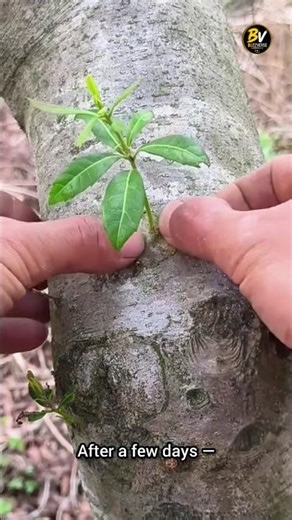 This Simple Trick Lets You Grow a New Tree! #tree #shorts #buzzverse #tiktok #ytshorts #shorttiktok