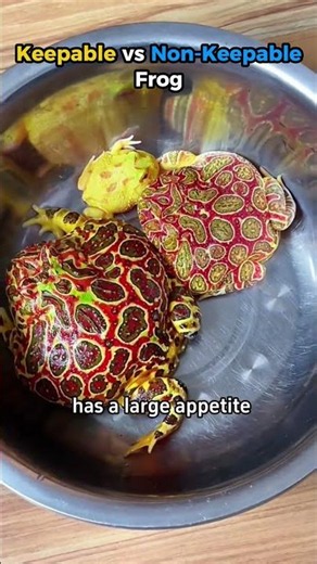 Do you LIKE frogs? #frog #shorts