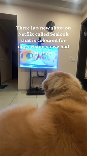 GOLDEN RETRIEVER watching the show made for dogs