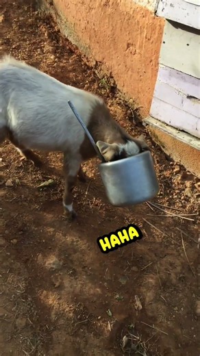 SiMpLe DiY HaLLoWeeN CosTuMe 🪣🐐