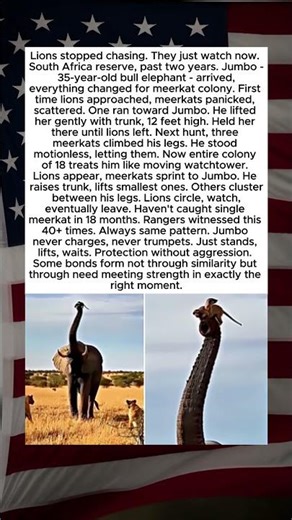 Lions Stop Hunting After Elephant Arrives