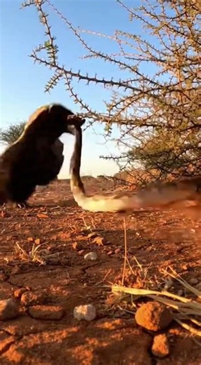 Honey Badger vs Python – Fearless vs Deadly Constrictor 🐍🔥#survival #ai #soravideo #viralvideo #fyp
