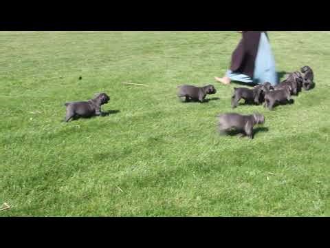 Cane Corso Puppies For Sale