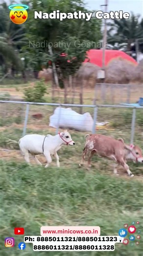 World’s Shortest Nadipathy Cattle, Nadipathy Cattle in Green Fields| #cows #viral