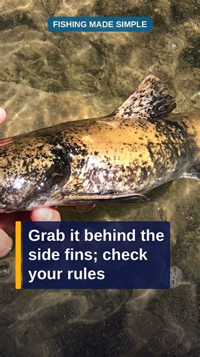 Catfish Mistake: Yanking the Rod on a Circle Hook #shorts