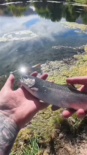 Good day trout fishing #fishing #trout