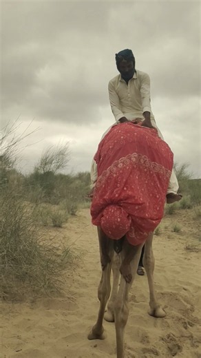 رقص غريب فوق ظهور الإبل في صحراء ثاررجال ونساء يقدمون مشاهد مذهلةلحظات مثيرة وخطرة أثناء الرقص!