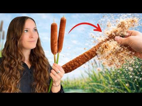 I Made Cattails EXPLODE… Then Grew Them