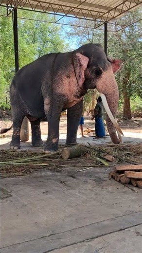 "Pink Elephant" Biggest Elephant in Sri Lanka #wildlife #animalfriendship #cuteanimals #wholesome f1