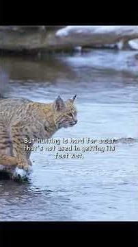 The Bobcat is a medium-sized wild cat found mainly in North America. #animalkingdom #cat #bigcatweek
