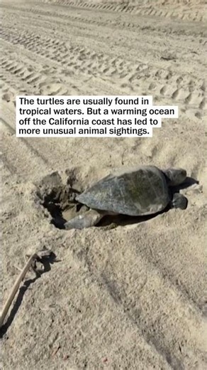 Sea turtle make first-ever natural nest on the West Coast