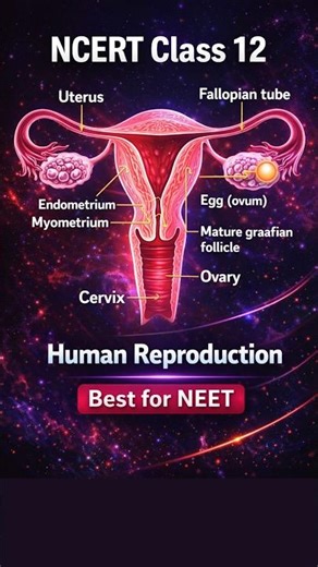 Human Reproduction 11 😱 | NCERT Class 12 | NEET 2026 #Quick Revision Shorts #biology #neetmcqs
