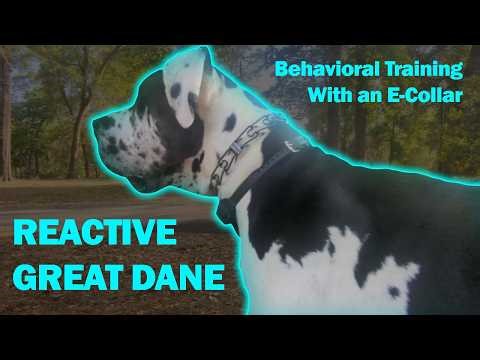 MASSIVE Great Dane LUNGES at other dogs!