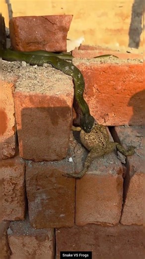 Nature in Action: Snake Hunting Frogs 🐍🐸 #educational #snake #wildliferescue