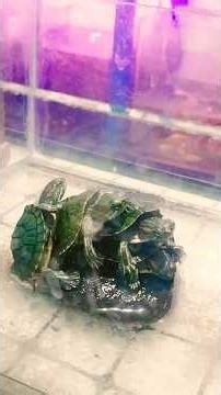 kura2 brazil #lifaaquarium #aquarium #ikanhiaskoki #ikan #glofish #fish #kurakuraair