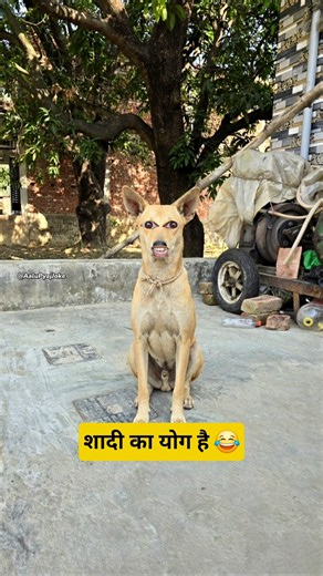 शादी का योग है #funny #thetharpuns #aalupyajjoke #comedy #dog Cricket icc womens t20 world cup 2026