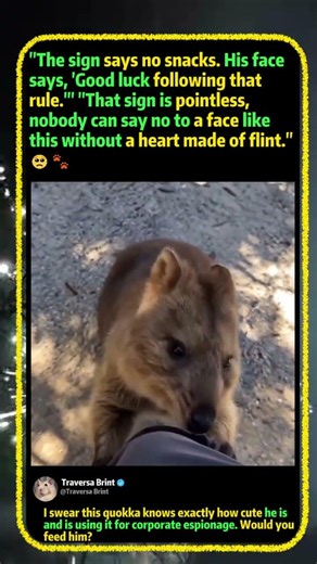 Why This Quokka Outsmarts Every TOURIST! 🦘 #Nature #funny #Wildlife