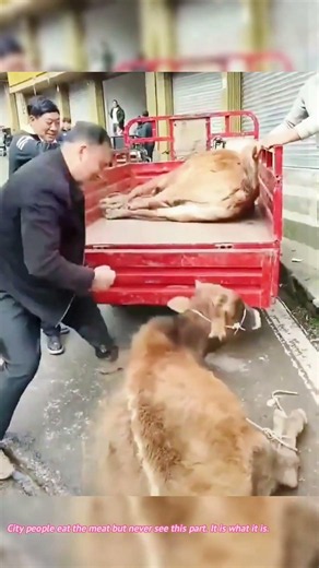 Livestock market｜Traditional cattle handling