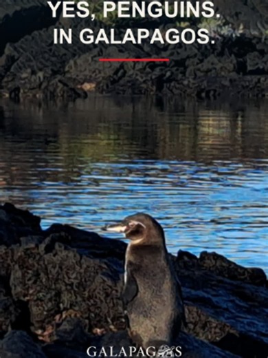 Penguins in Galapagos? Discover the wild side with Galapagos Trails. Plan your journey: galapagostrails.com #Galapagos #GalapagosTrails #Wildlife