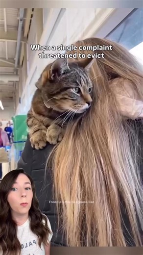 Freddie the cat has spent years greeting shoppers from his cardboard box in the lobby of a Tesco supermarket in England—until a single complaint got him evicted. 🚫🐈‍⬛ After over 6,400 petition signatures, a rival supermarket cat’s solidarity campaign, and a formal