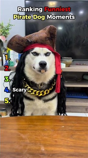 Ranking Funniest Pirate Dog Moments #shorts #funny
