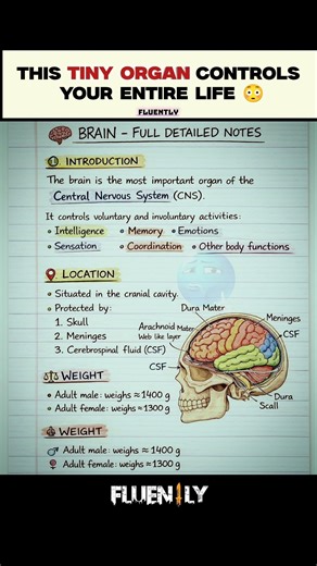 The Brain Explained in 30 Seconds 🧠 | Must-Know Biology Notes