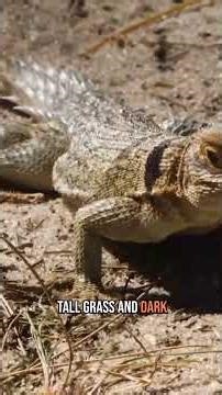 Python Adaptation in the Everglades