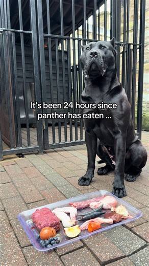 Feeding a Panther: Natural Dog Food Options