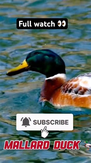 Mallard Ducks Are Faster Than You Think!🤔😱#shorts #ytshorts #facts #viral #trending #wildlife #fyp