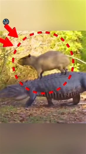 Why Crocodiles Never Attack Capybaras🐊 #shorts #crocodile #capybara