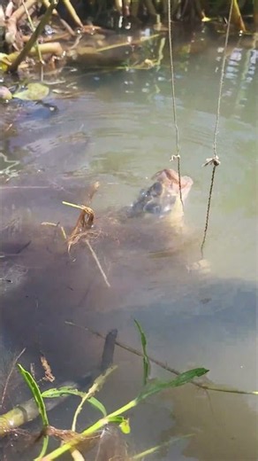 Amazing fishing by hook #bigfish #fishing #shorts
