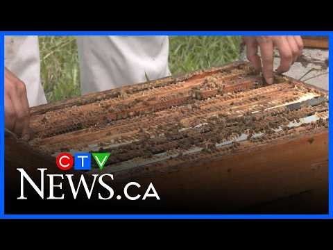 Understanding how climate change impacts honeybee populations