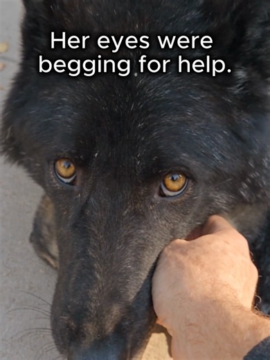 A Tiny Wolf Pup Tried to Protect His Mom From Us… But After We Rescued Them From a Frozen Lake, He Came Back to Say Goodbye. His mother was trapped in freezing water, and he wouldn't let anyone get close enough to help her. What happened next led to an unexpected rescue, a whole wolf pack waiting outside our home, and a final moment we'll never forget. #wolf #emotional #animals