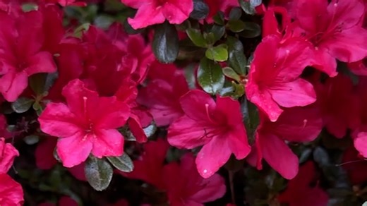 Spring blooms showcase a beautiful Puget Sound forecast