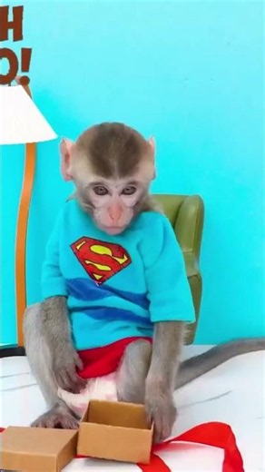 Monkey Baby #kidsvideo #monkeydluffy #monkeyvideo #babyvideos #kidssongs #nurseryrhymes