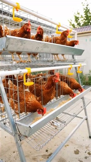 USA Backyard Chicken Farming: How Americans Raise Layer Chickens at Home