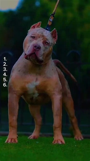rank of pit bull dogs