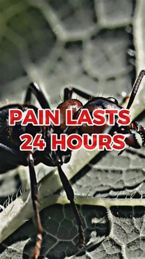 24 Hours of Pure Pain 🐜