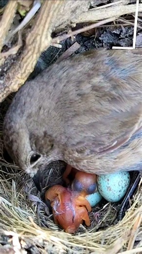 Mother Bird Protects and Cares for Her Baby | Cute Nest Moments (p3) #viral #viralvideo #shorts