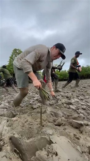 Most mangrove trees planted by an individual in 24 hours 🌳 47,460 by Antoine Moses 🇨🇦 in Mombasa, Kenya, on 30 April 2026 @antomosplant
