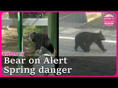 Bears emerge across Japan as spring warnings come earlier than ever