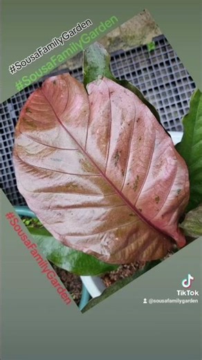 Deep Red Series Anthurium Foliage, Pationate Love Red #sousafamilygarden ‪@sousafamilygarden‬