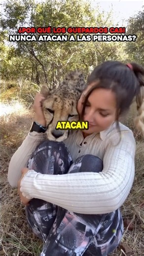 Why do cheetahs never attack people? 🐆🏃‍♂️😮 #animals #nature #facts #shorts