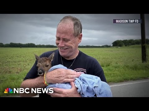 Oh deer: Indiana firefighters rescue baby deer from rushing floodwater