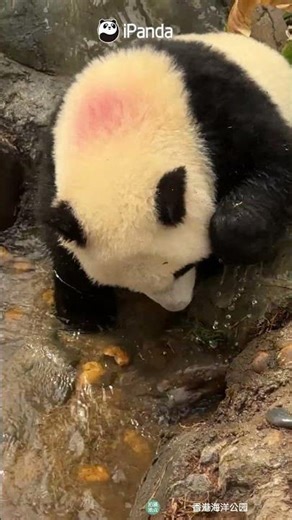 Playing In The Water Is Such Joy | iPanda #shorts