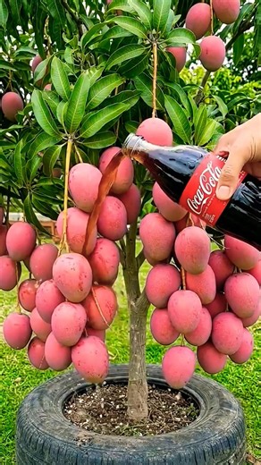The technique of grafting mango brancheswith ripe bananas to produce more fruit.#grow #mango #diy