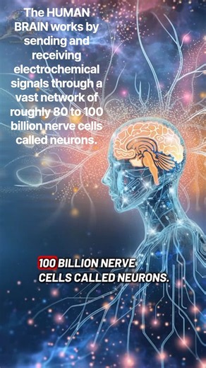 HUMAN BRAIN #science #documentary #health #knowledge #human