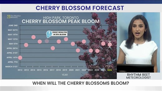When is the peak bloom for cherry blossoms in Toronto?