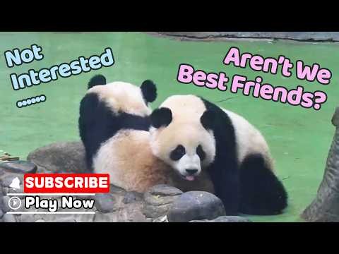 Only A Panda Can Resist Another Panda | iPanda